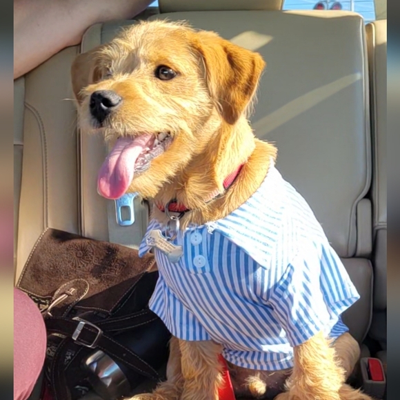 💫🌟Poshmark Ambassador🌟💫 💗 Maira💗 - Picture 6 of 16